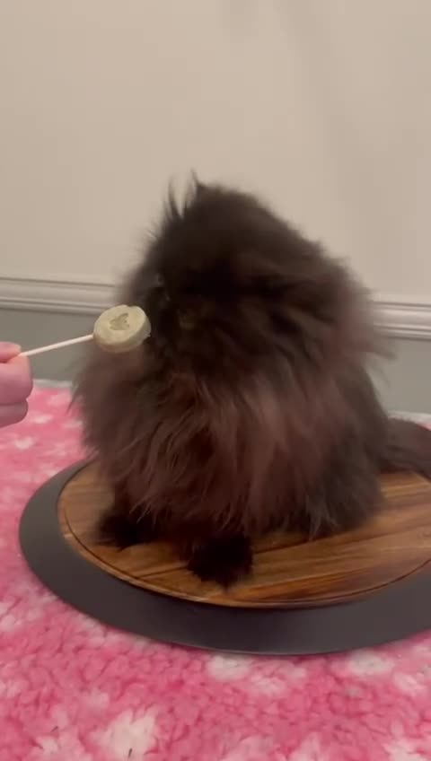 Persian cats for sale: Beautiful long hair Persian girl  - Video 2