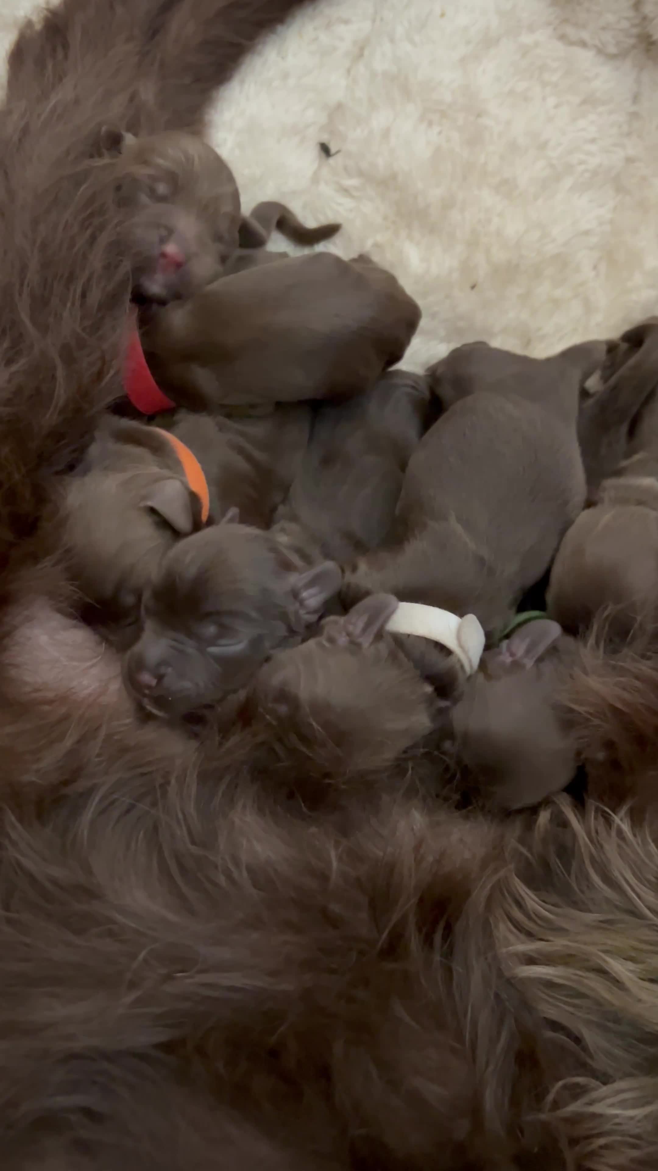 Mixed Breed dogs for sale: Spratterpoo Pups - Video 1
