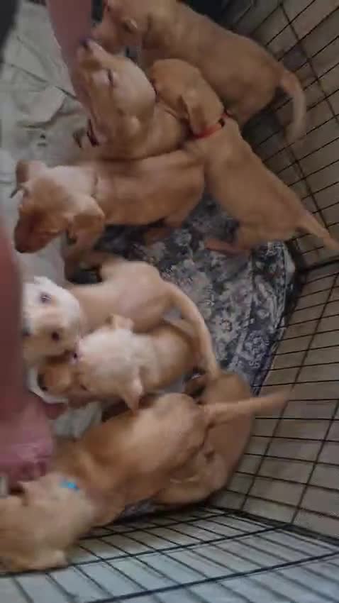 Labrador Retriever dogs for sale: Fox red lab pups - Video 1