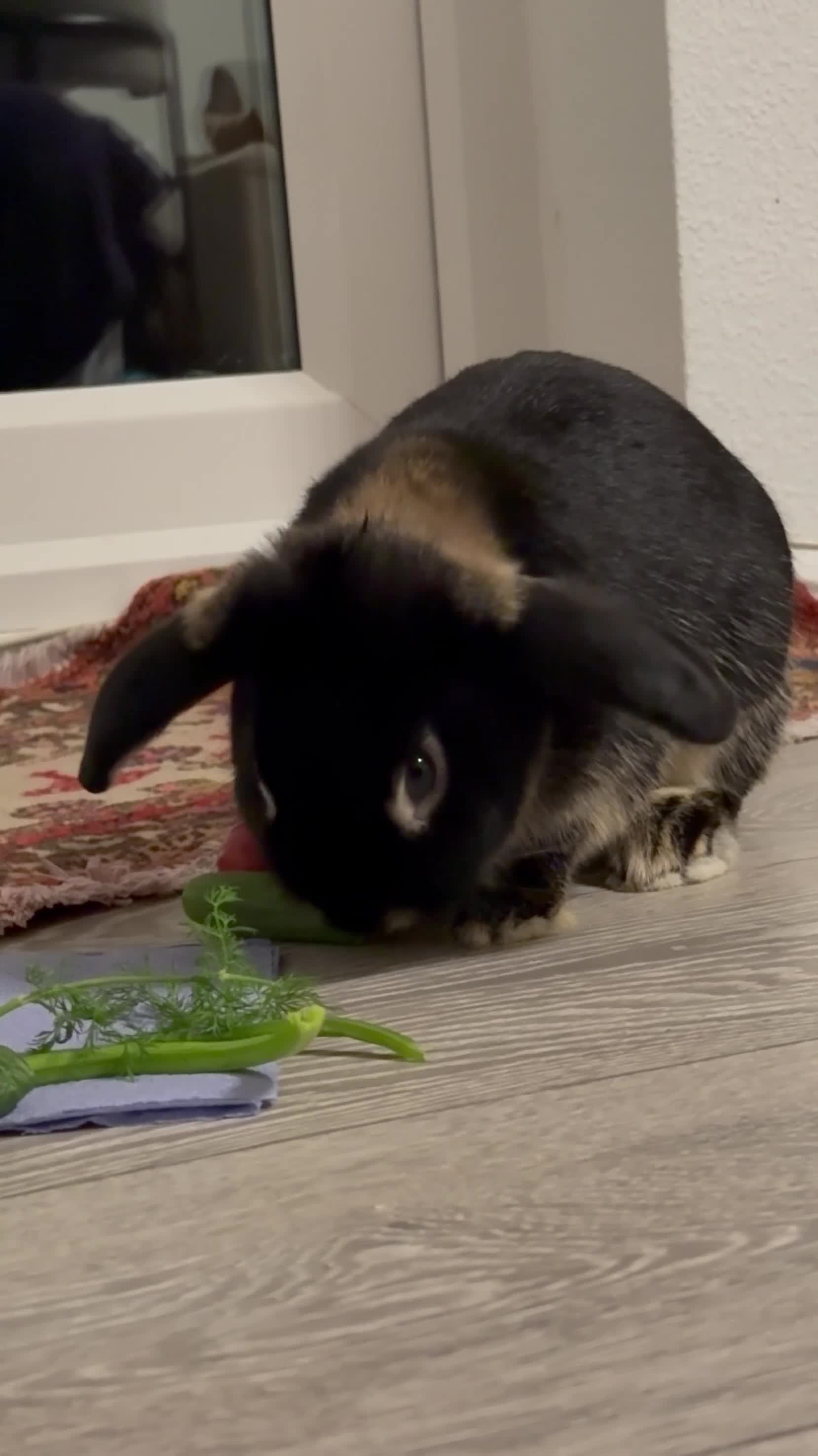 Mini Lop rabbits for sale: Friendly Mini Lop - Video 1