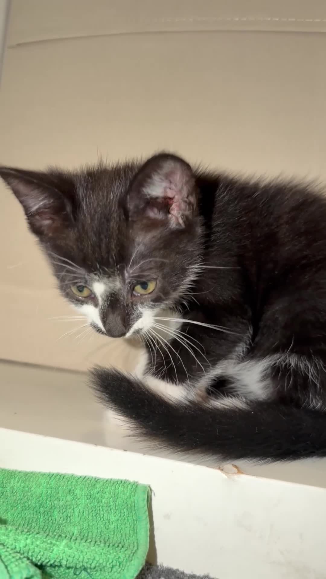 Mixed Breed cats for sale:  Curious mixed breed kitten for sale!!!! in London - Video 4