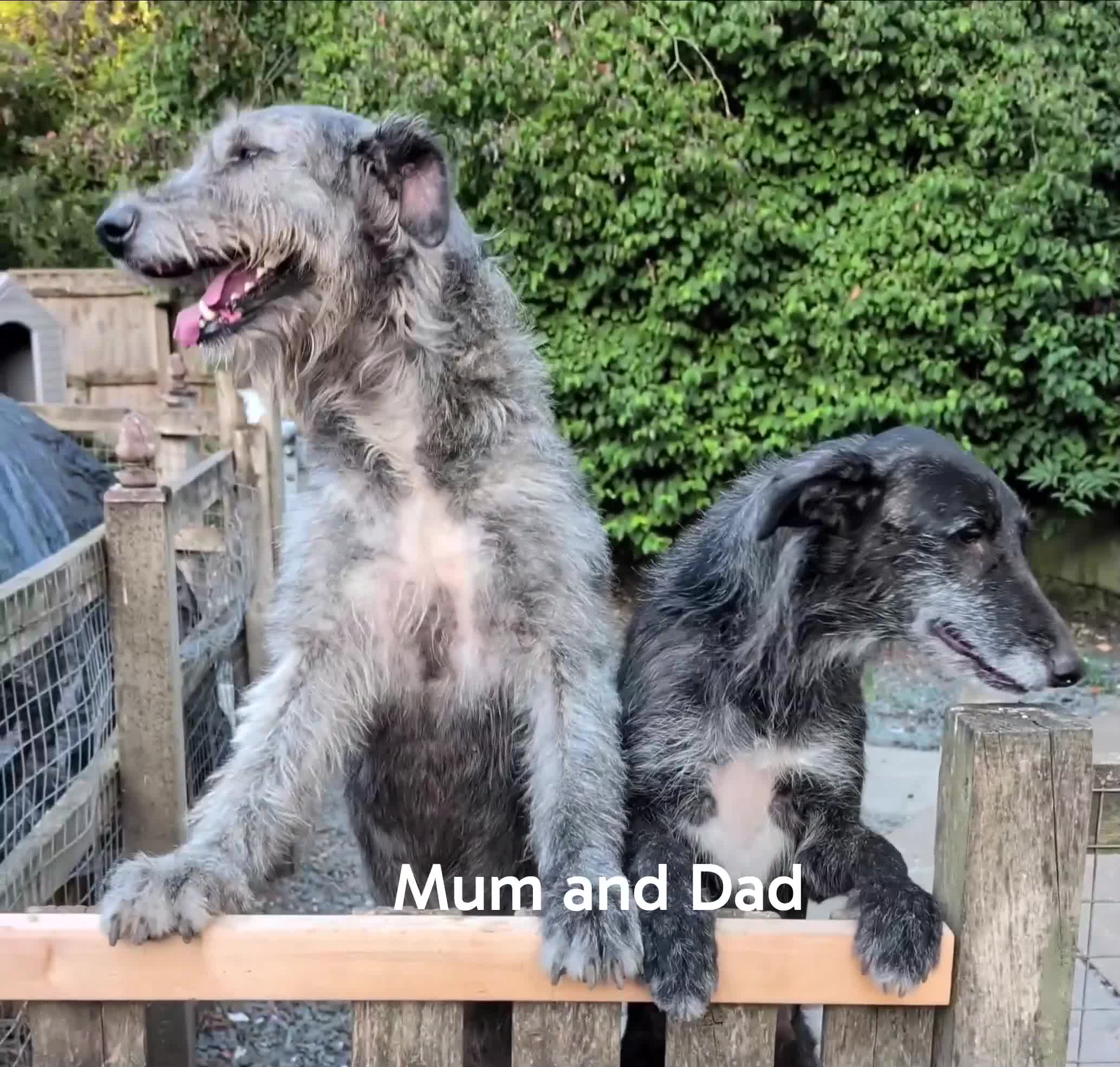 Caucasian Shepherd Dog dogs for sale: Caucasian/Wolfhound  - Video 1