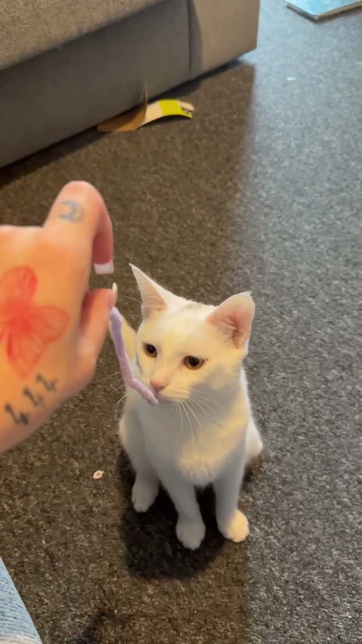 Mixed Breed cats for sale: Ghost in Plymouth - Video 1