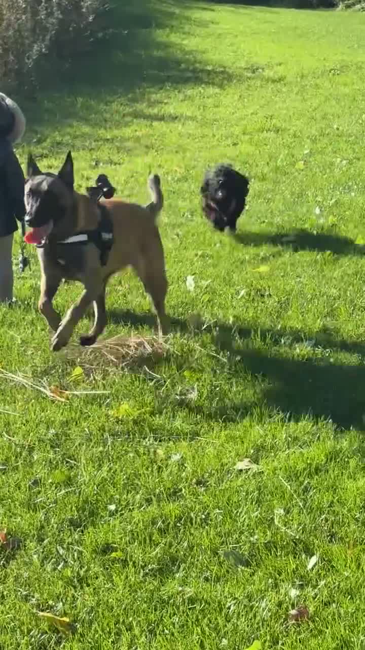 Cockapoo dogs for sale: F1 Cockapoo  - Video 3