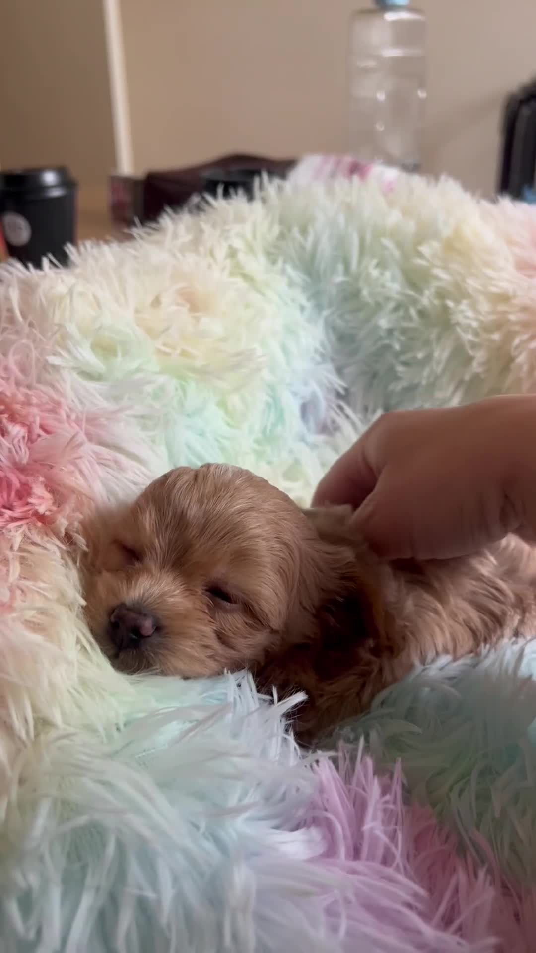 Maltipoo dogs for sale: 1 BOY LEFT (Stormi) RARE F1B Maltipoo Puppies - Video 4