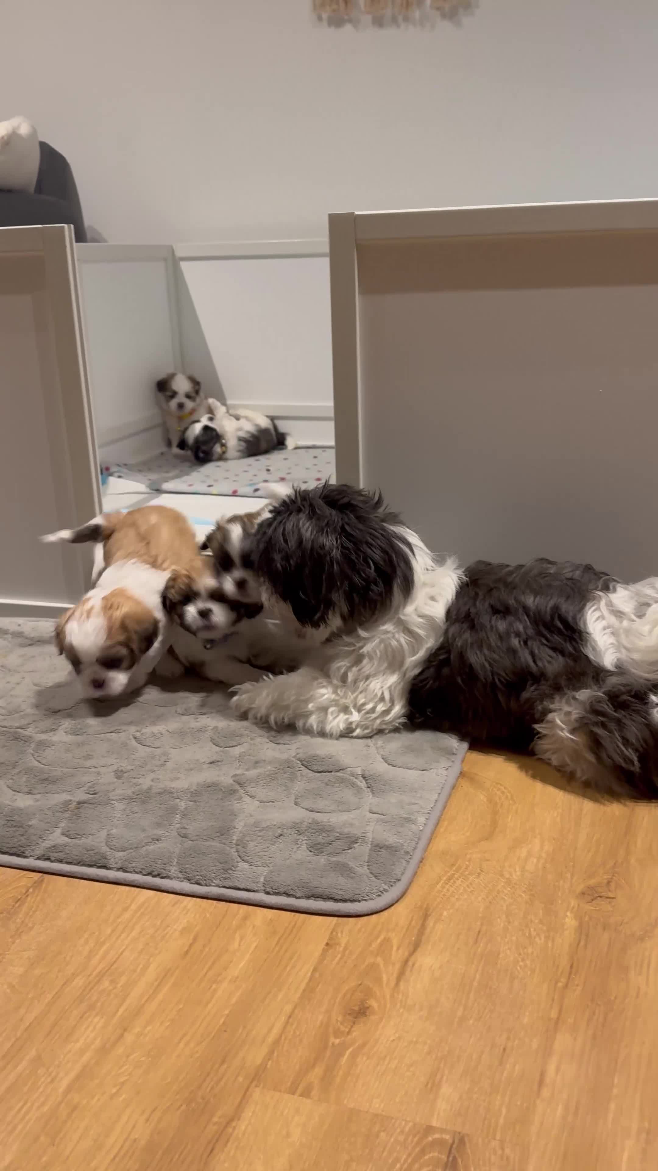 Malshi dogs for sale: 🐾❤️ ADORABLE MALSHI PUPPIES! ❤️🐾 - Video 2