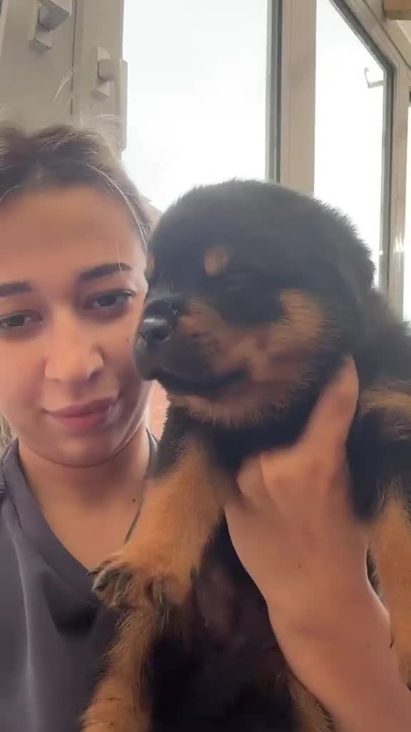 Rottweiler dogs for sale: Outstanding litter of True Type Rottweilers  - Video 3