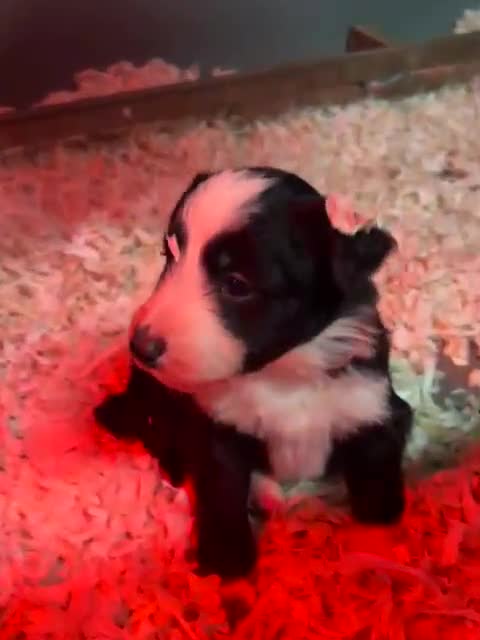 Mixed Breed dogs for sale: Beautiful, Bearded Collie x Border Collie pups.  - Video 2