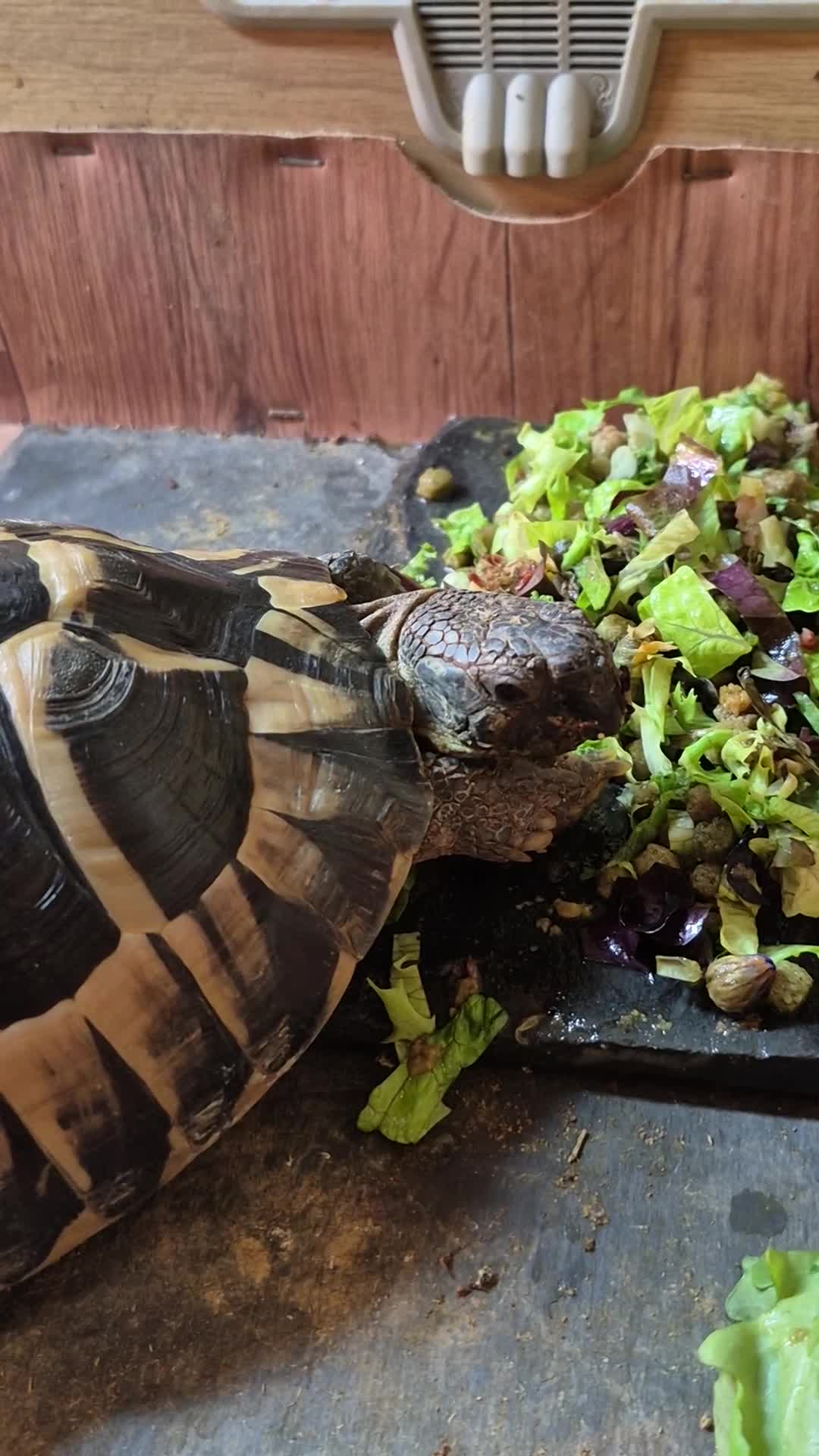Tortoise reptiles for sale: reluctantly need to rehome my lovely tortoise  - Video 1