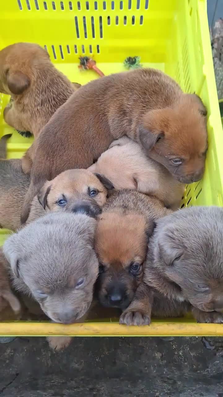 Rottweiler dogs for sale: 🐾 Unique & Gorgeous Shepweiler Mastiff Pups! 🐾 in Salisbury - Video 1