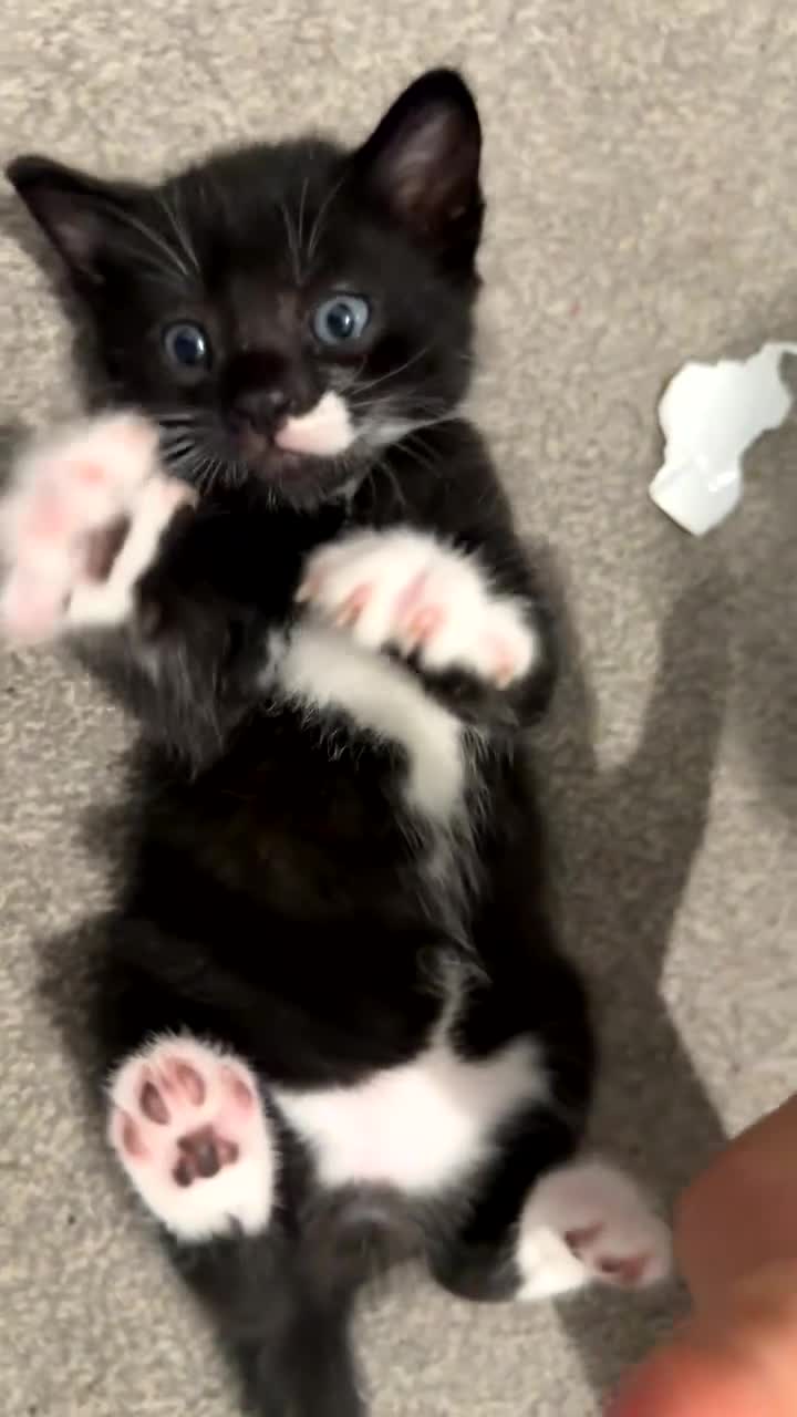 Mixed Breed cats for sale: Black and white beautiful kitten - Video 2
