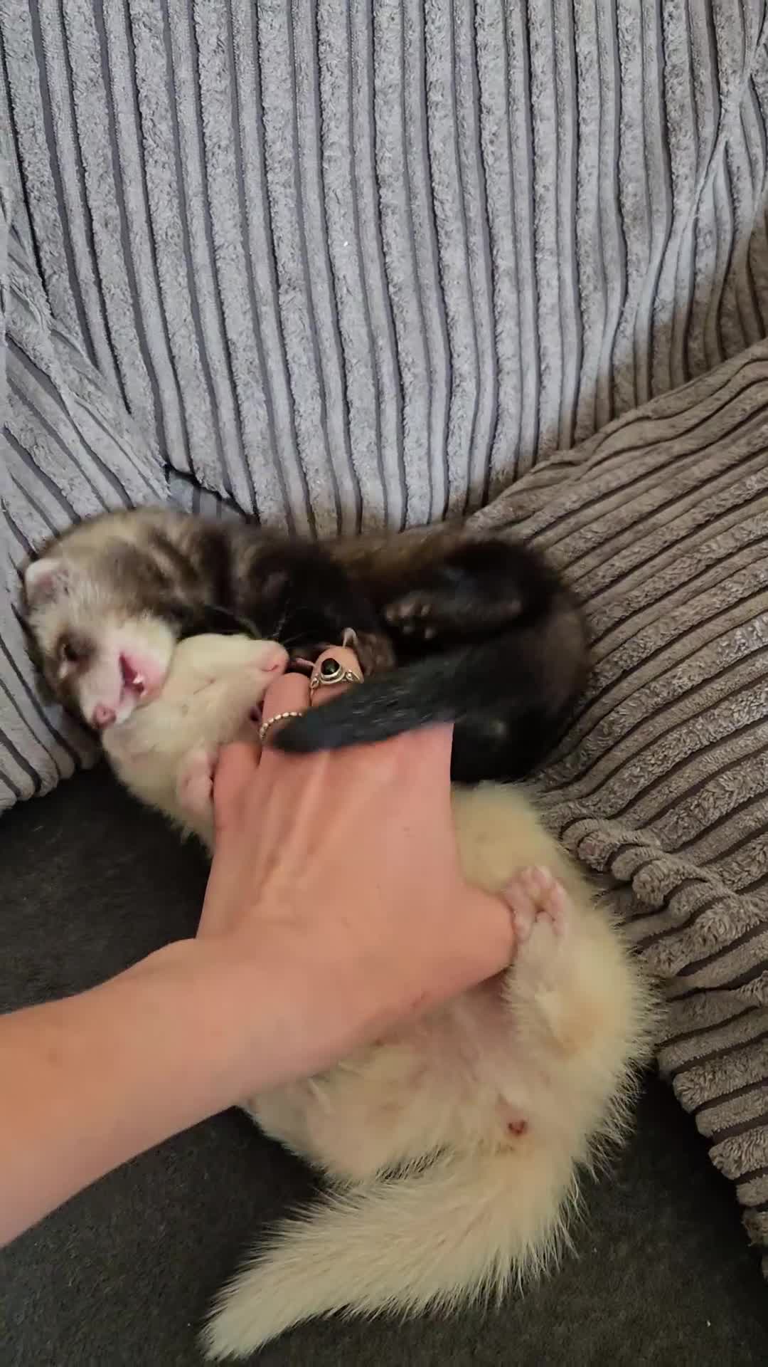 Ferret rodents for sale: Cute pet ferrets, only 2 left - Video 1