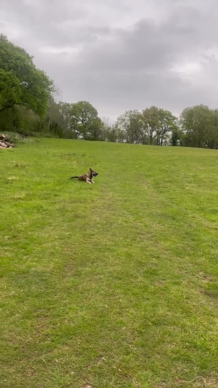 Belgian Shepherd Dog dogs for sale: Dutch Shepherd Puppies - Video 1