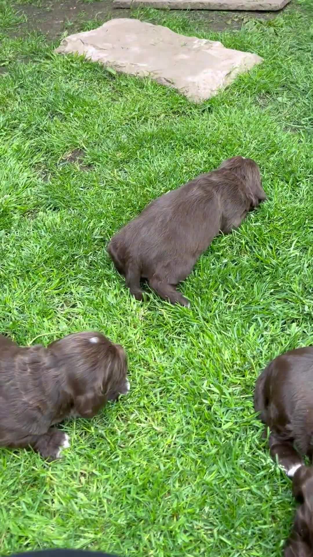 Sprocker dogs for sale: Beautiful sprocker puppies  - Video 1