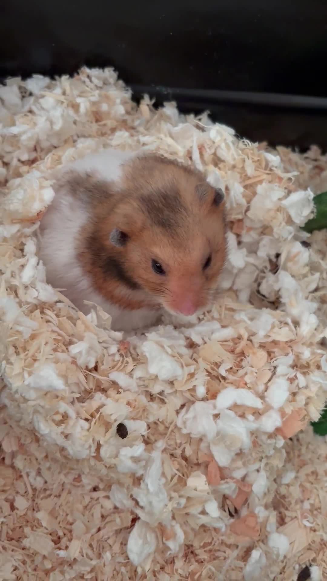 Hamster rodents for sale: Hamster and home  - Video 1