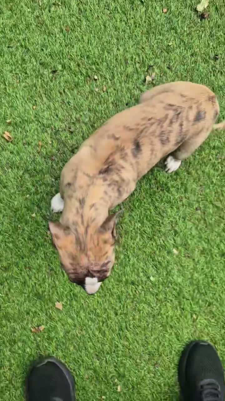 Whippet dogs for sale: ready to leave 2 kc registered whippet pups - Video 2