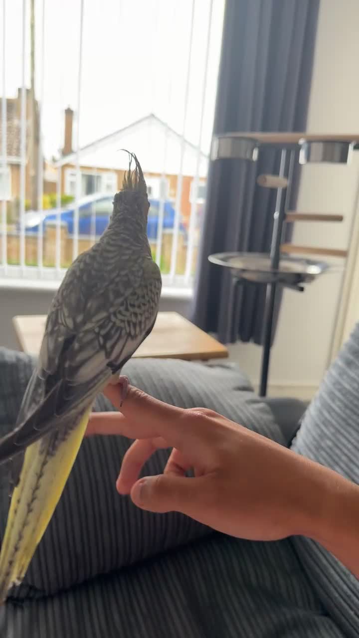 Cockatiels birds for sale: Male cockatiel for sale 9 month old hand tame  - Video 2