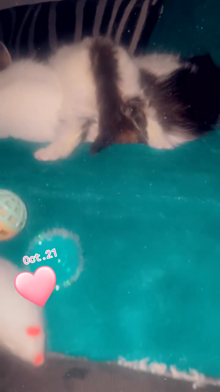 Mixed Breed cats for sale: Domestic mixed breed lil divas  - Video 3