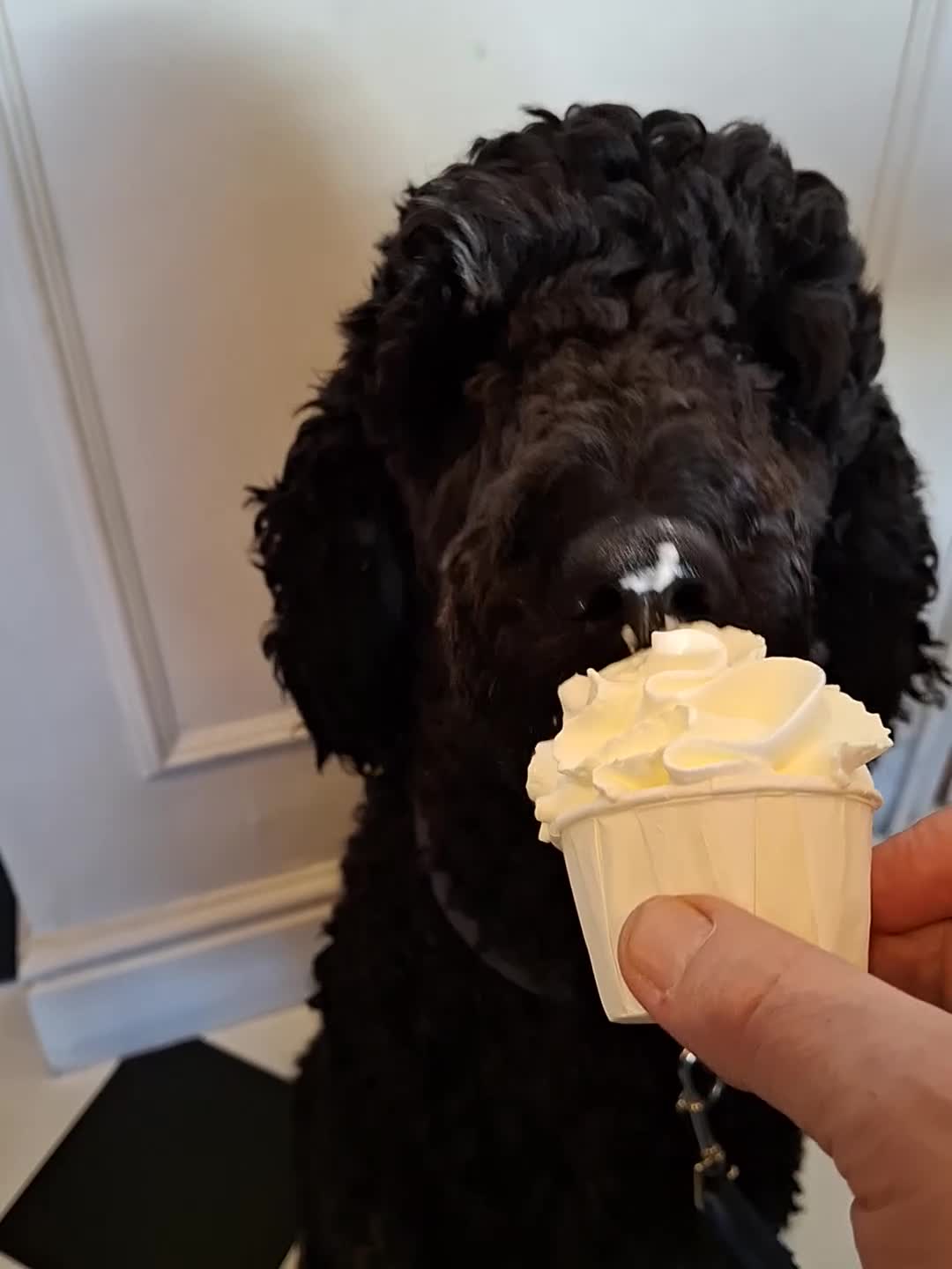 Standard Poodle dogs for stud: FOR STUD NOT SALE! in Prenton - Video 1