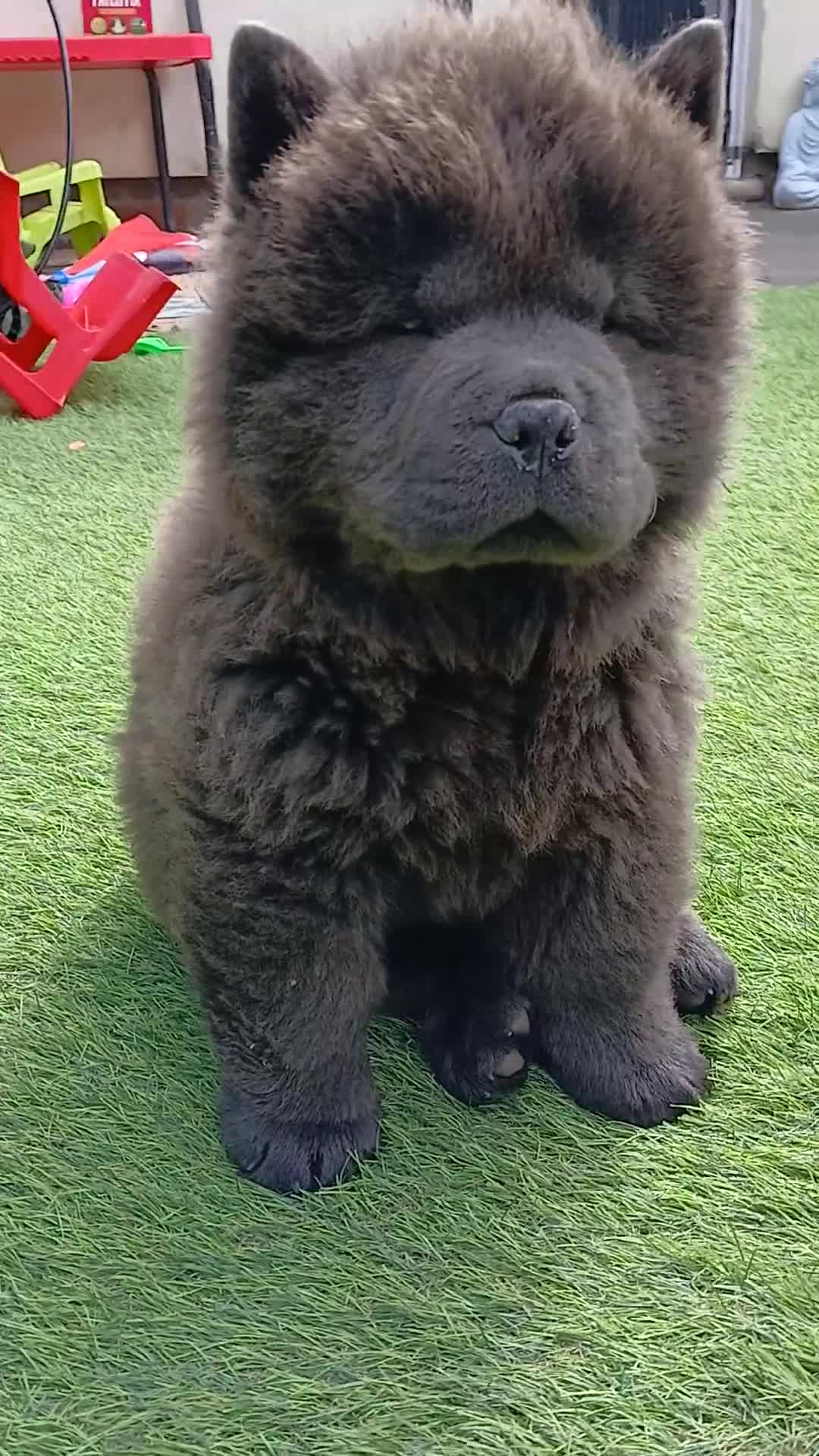 Chow Chow dogs for sale: Chow chow puppy  - Video 1