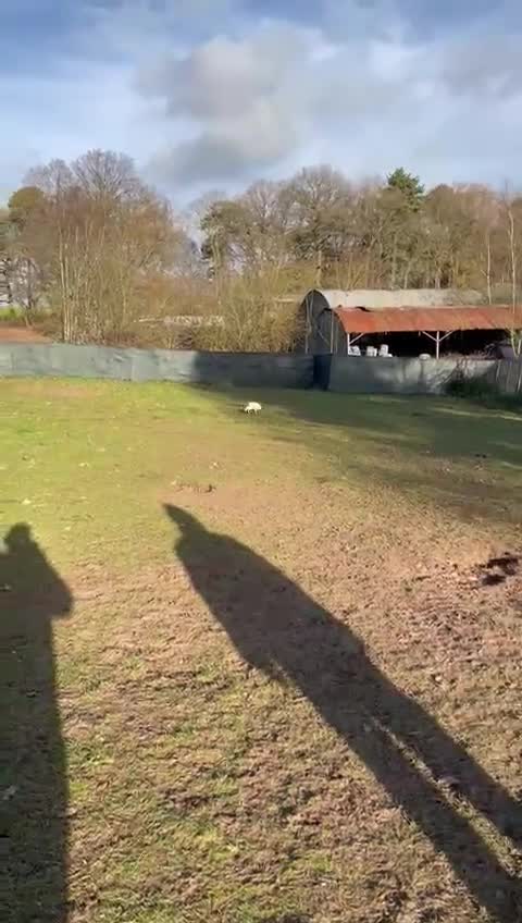 Mixed Breed dogs for adoption: RONNA - a beautiful tiny girl, for a Loving Home - Video 1