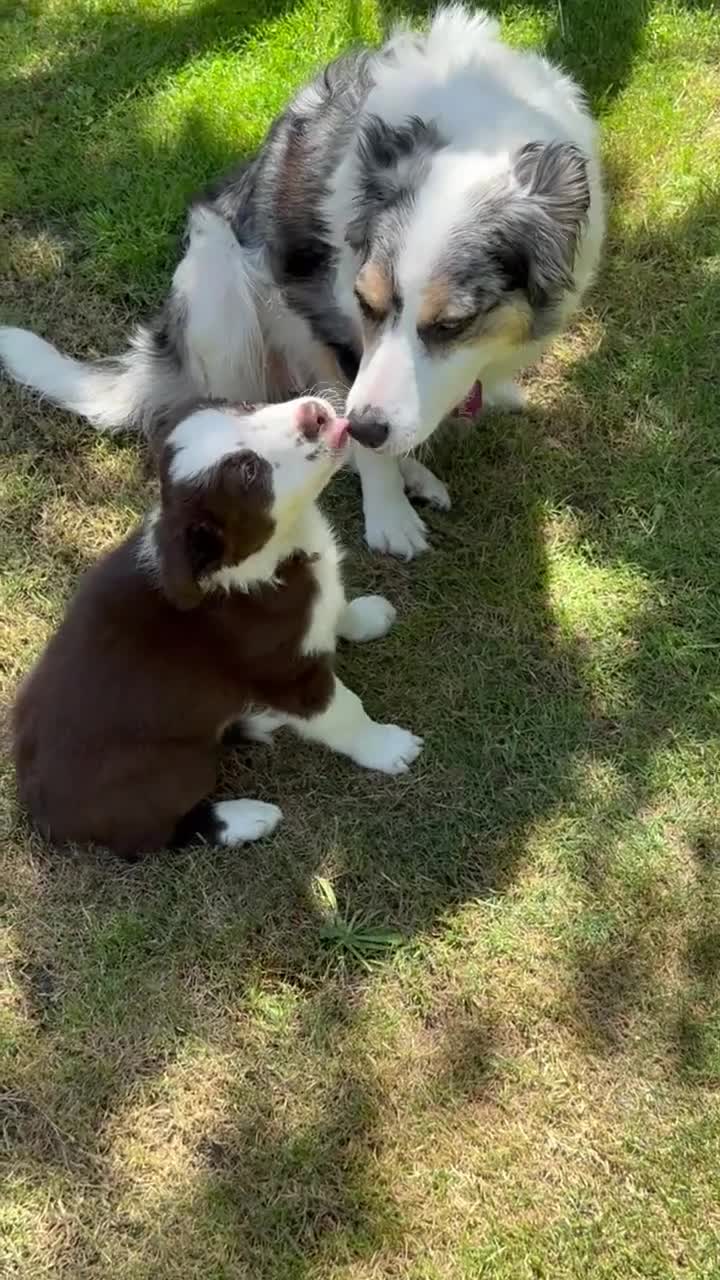 Border Collie dogs for sale: Litter of three striking Border Collie puppies  in Witney - Video 1