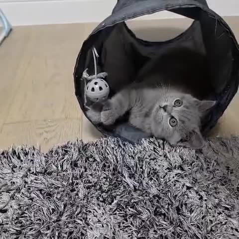 British Shorthair cats for sale:  Gorgeous BRITISH SHORTHAIR MALE  - Video 1