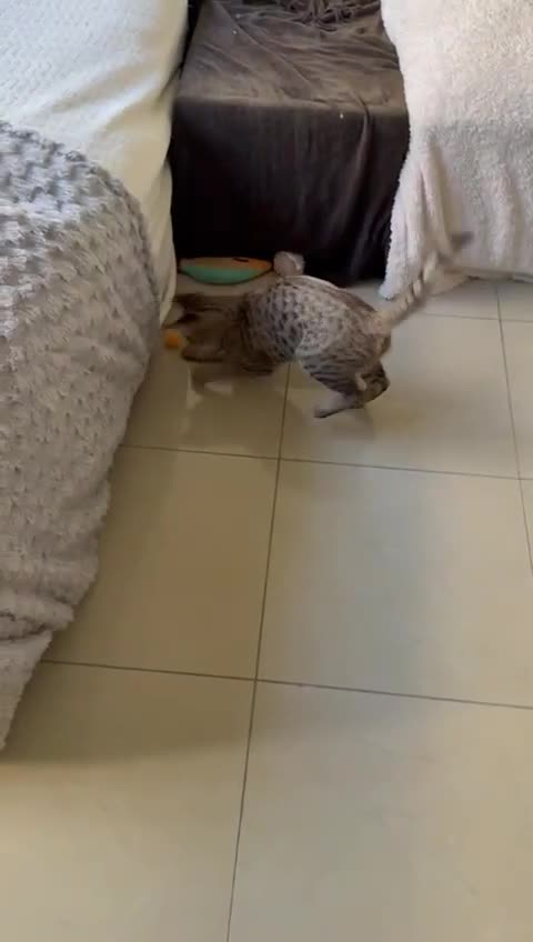 Mixed Breed cats for adoption: TINY - GIRL BIG PERSONALITY FUN AFFECTIONATE  - Video 2