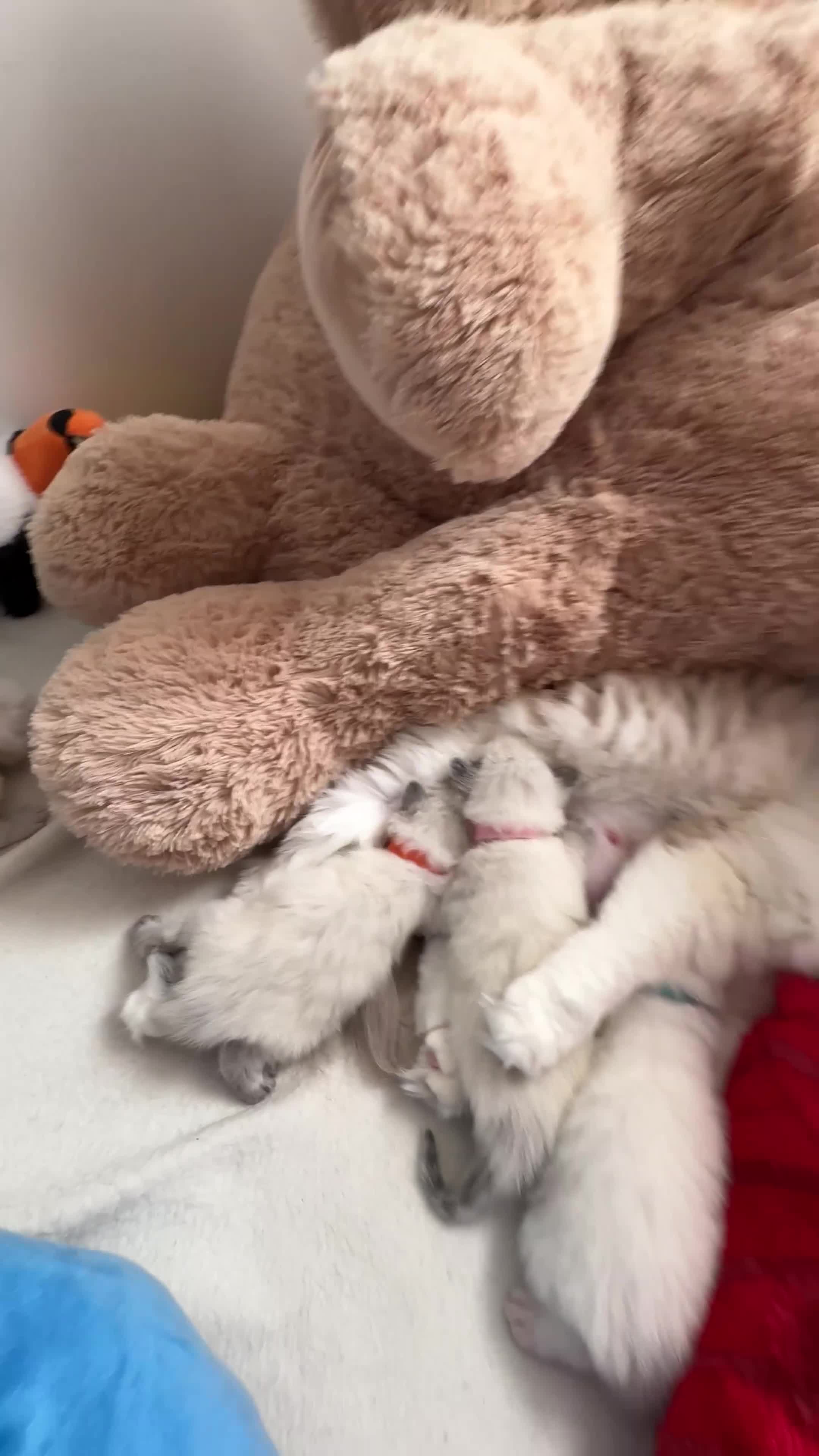 Ragdoll cats for sale: Beautiful Purebred Ragdoll Kittens for Sale ✨ - Video 1