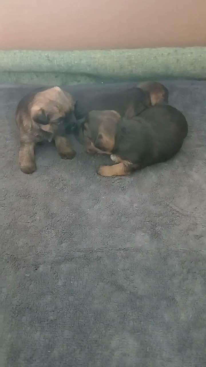 Border Terrier dogs for sale: Border Terrier Puppies Slem Clear - Video 1