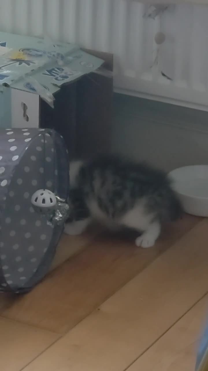 Siberian cats for sale: Pure gorgeous Siberian Kittens - Video 3