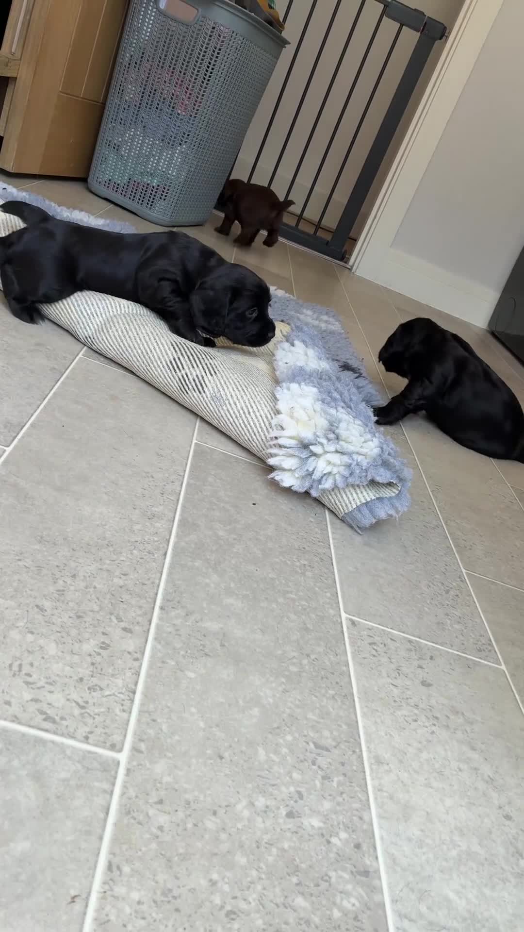 Cocker Spaniel dogs for sale: Kc registered working cocker spaniels - Video 1