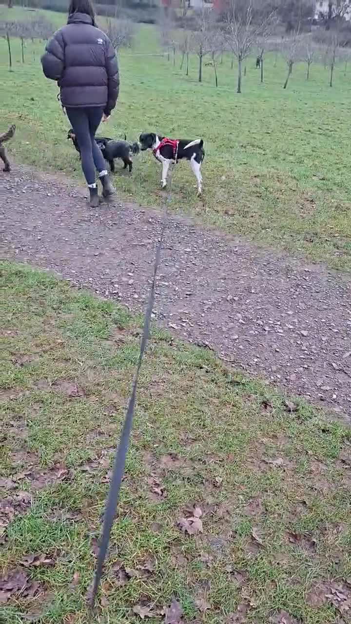 Mixed Breed dogs for adoption: Stratos ! ❤️ a Cypriot sweetheart  - Video 4