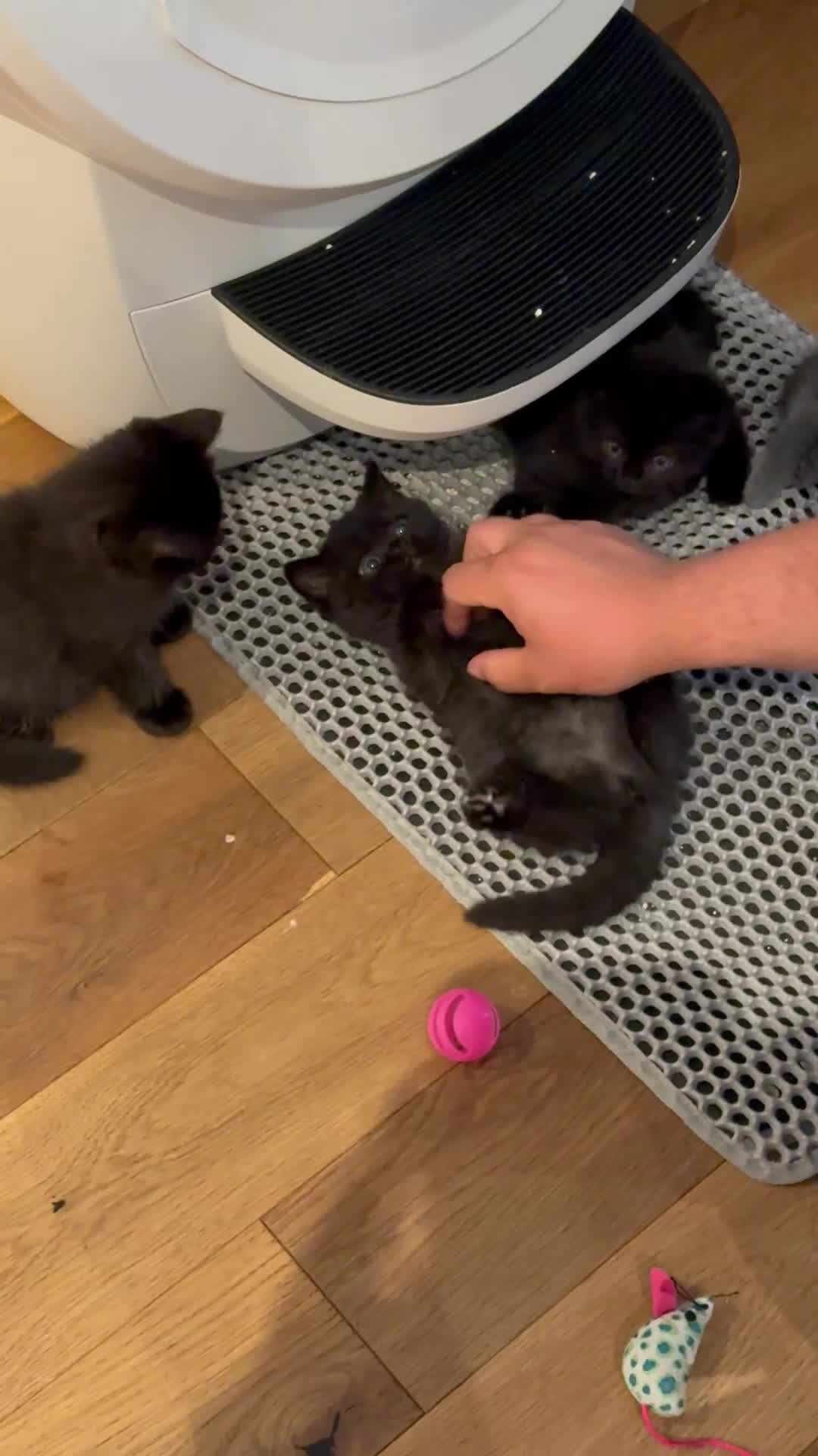 British Shorthair cats for sale: Fluffy Chocolate British Shorthair Kittens 🐾 - Video 1