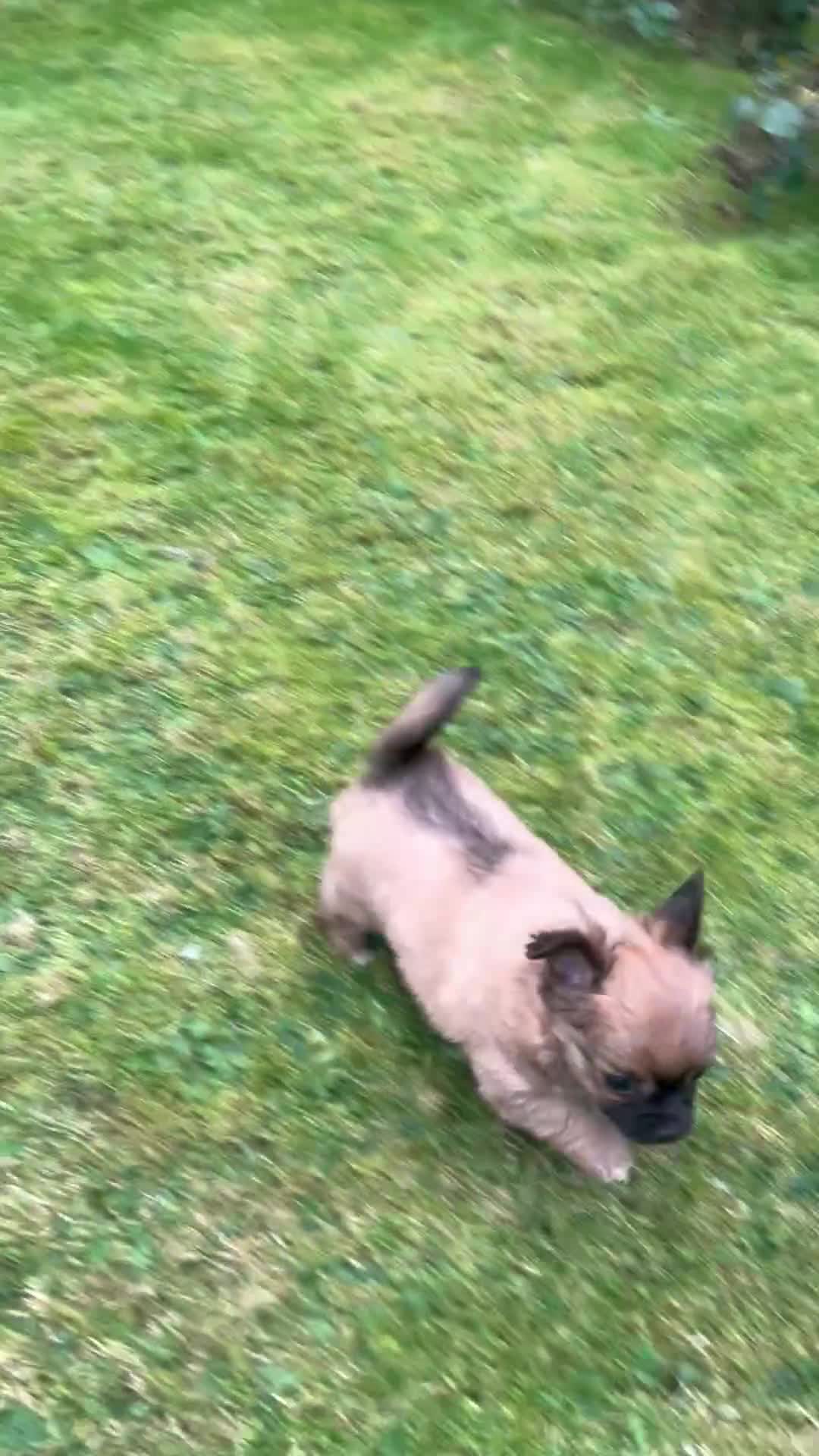 Chihuahua dogs for sale: 2 long haired male puppies 🐶  - Video 1