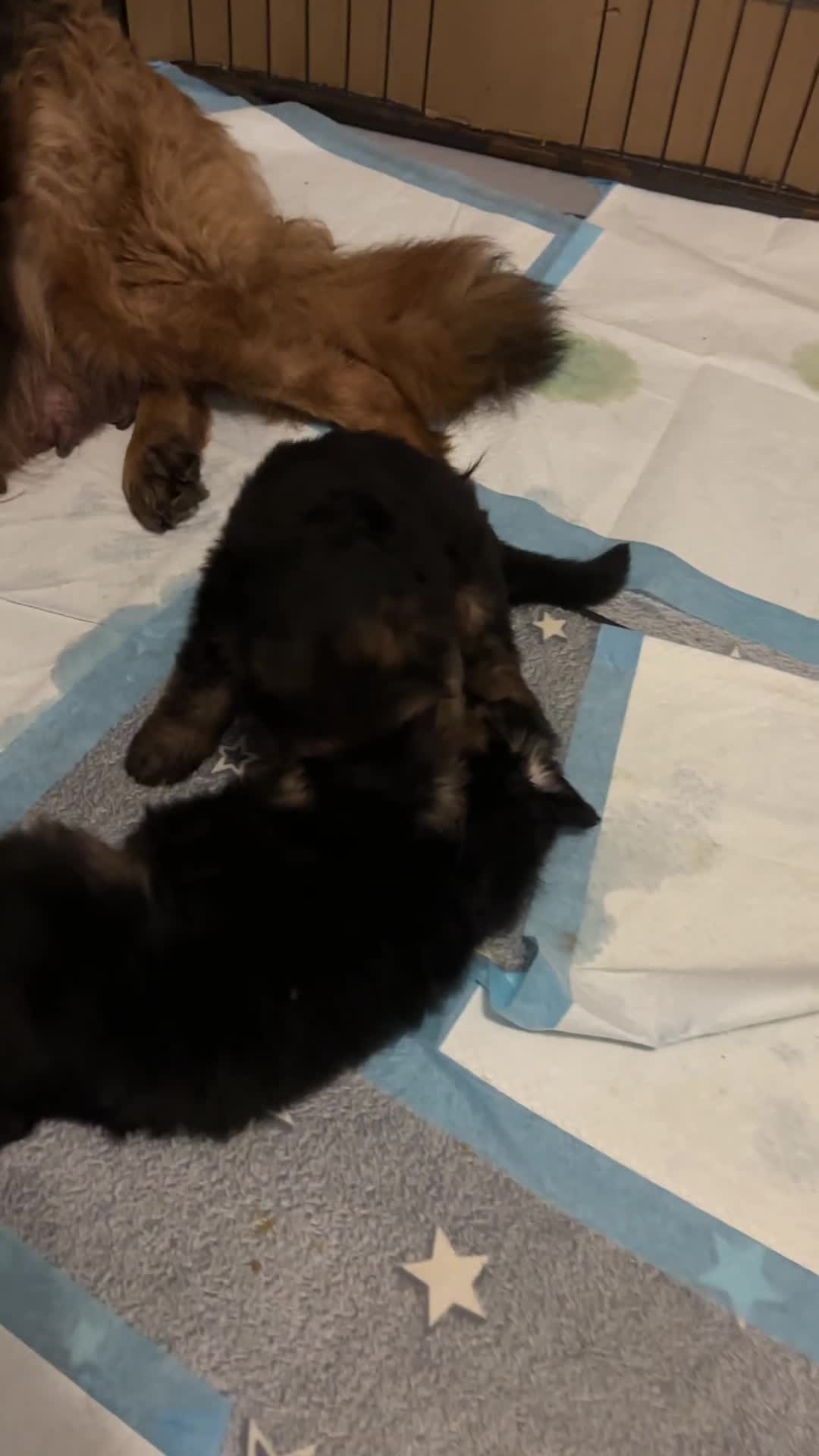 German Shepherd dogs for sale: Stunning GSD working line puppies  - Video 3