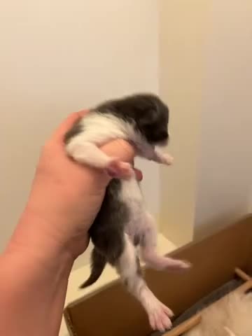 Mixed Breed cats for sale: Ragdoll x Mainecoon Kittens  in Sandown - Video 1