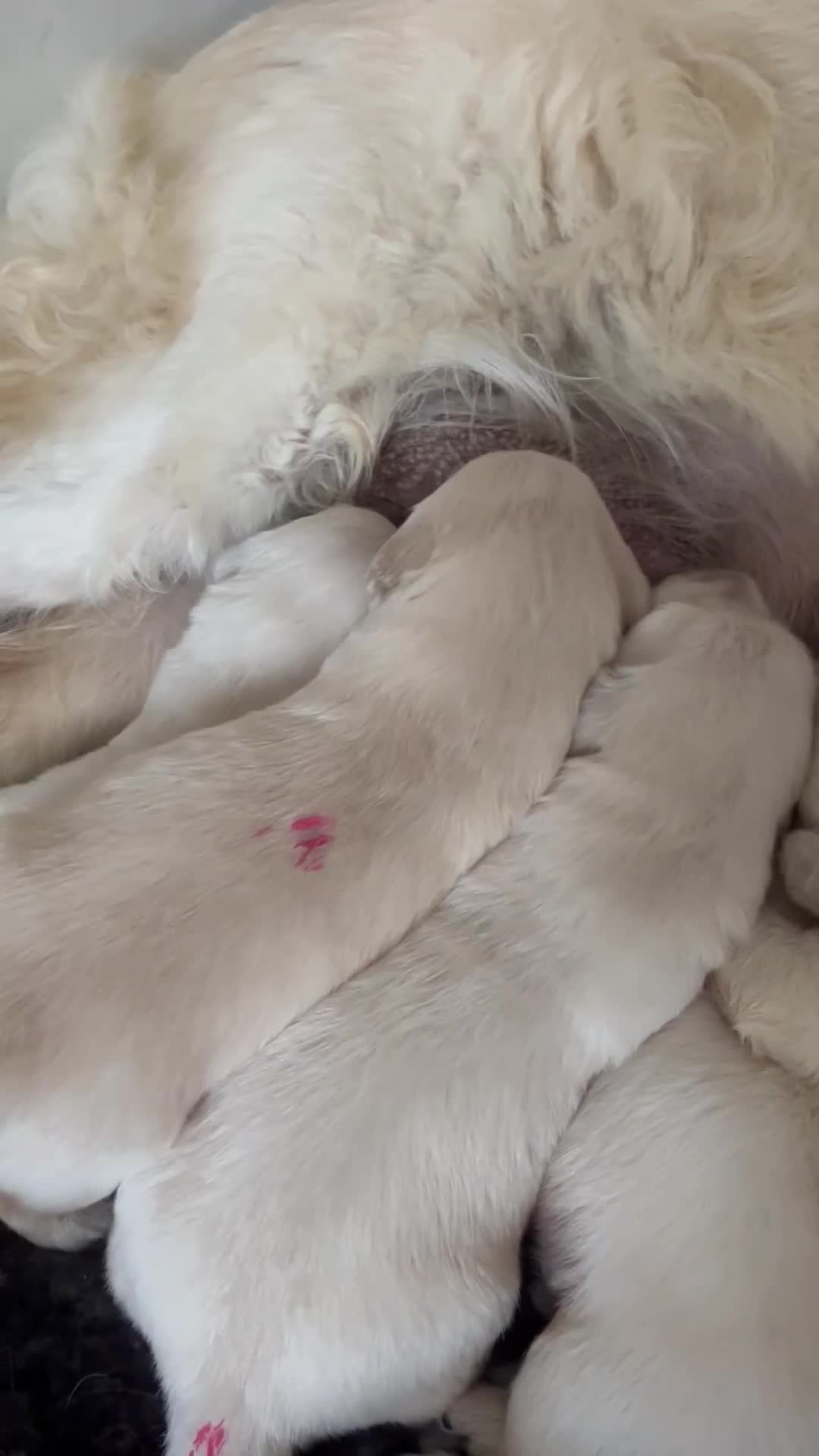 Golden Retriever dogs for sale: KC Reg Golden Retriever Puppies  - Video 1