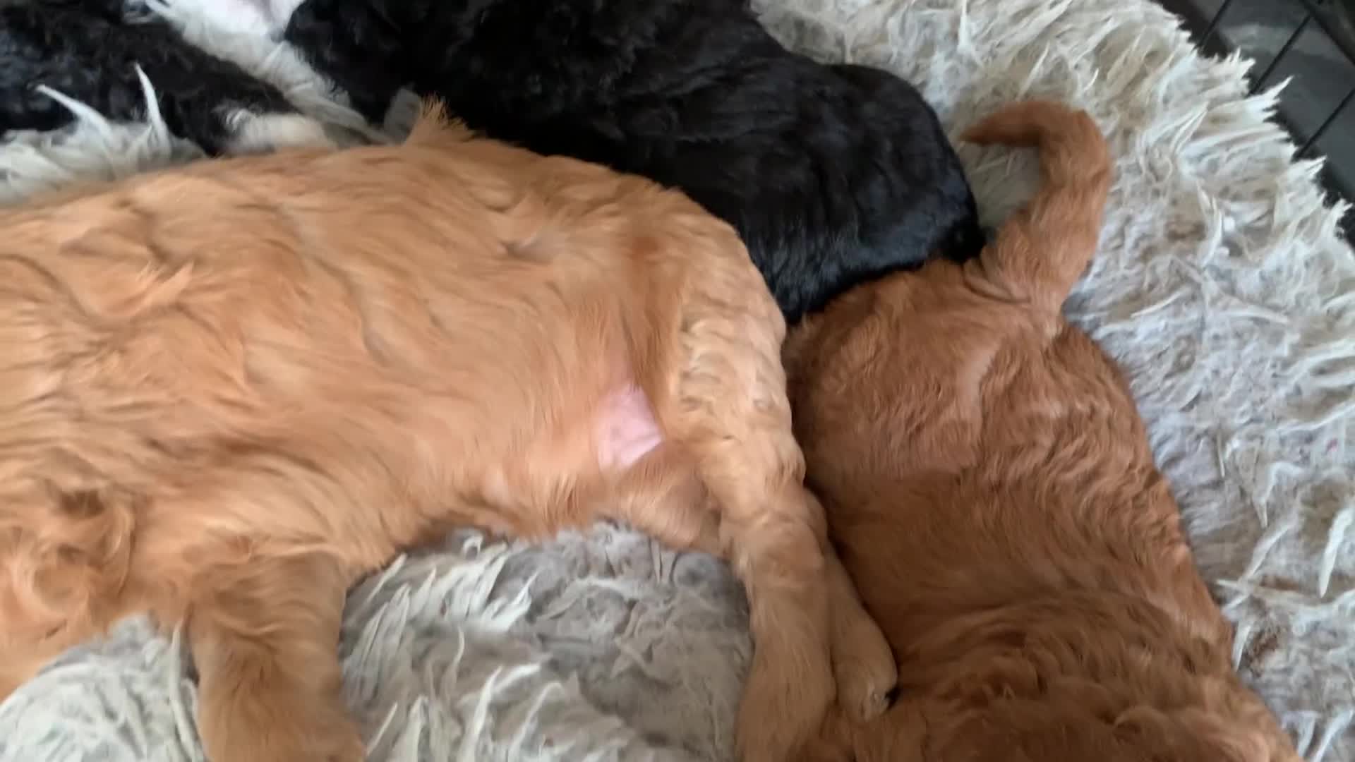 Labradoodle dogs for sale: F1b Miniature Labradoodle Puppies  - Video 2