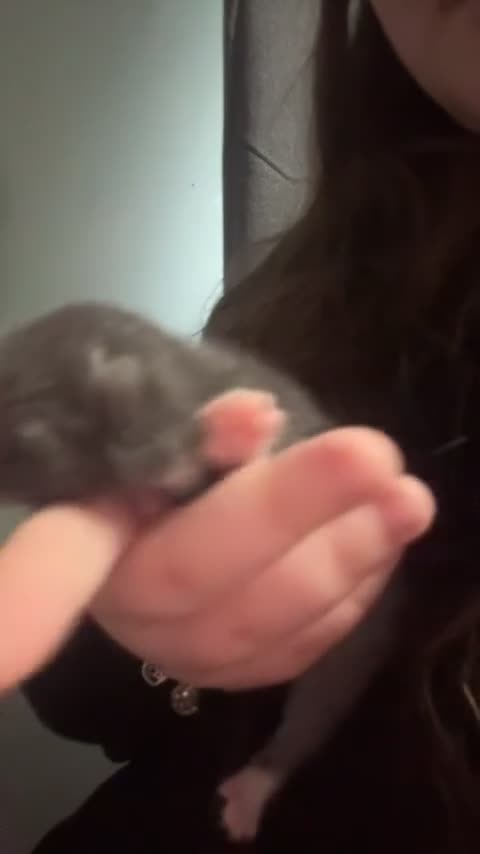 Mixed Breed cats for sale: kittens for sale!!  - Video 2