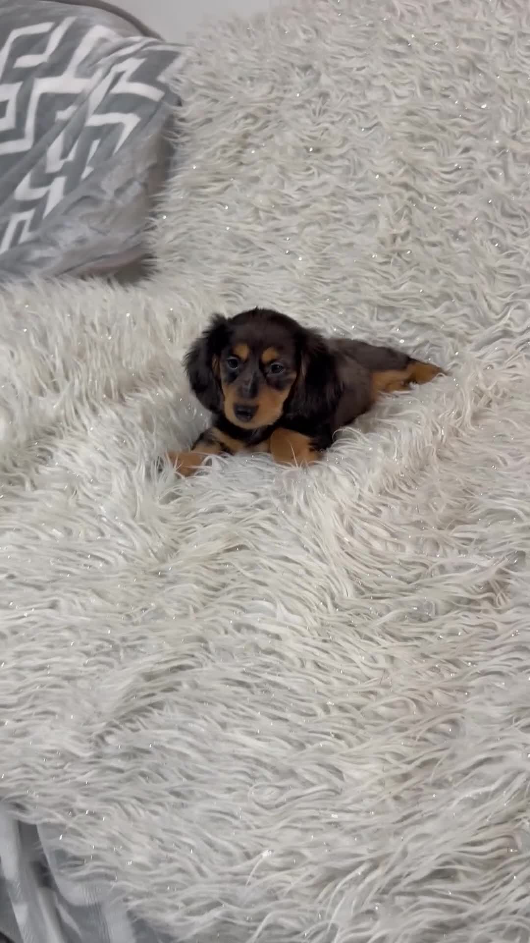 Miniature Dachshund dogs for sale: Miniature Daschund 🤏🏽 💖pink💖 - Video 2