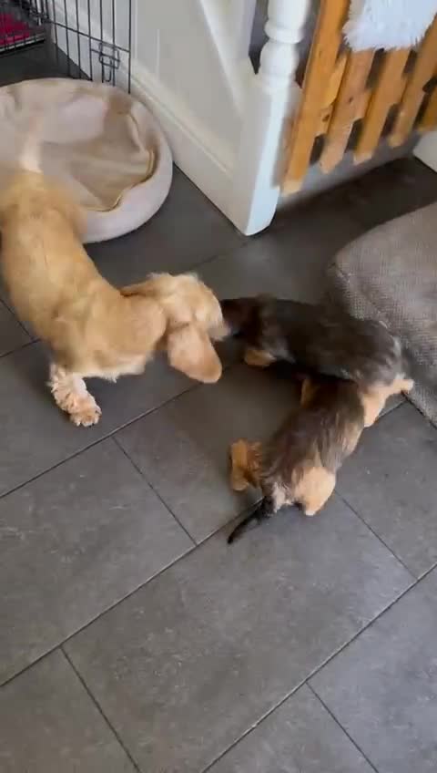 Dachshund dogs for sale: Standard wire haired Daschund  - Video 1