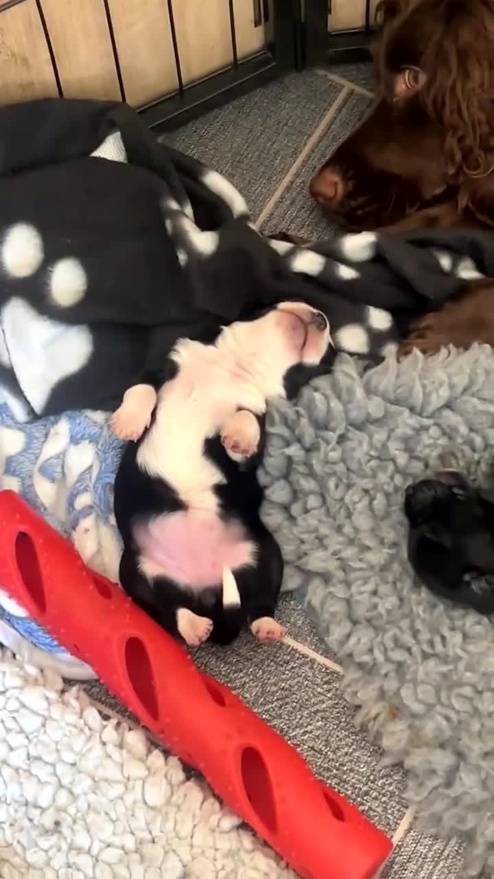 Mixed Breed dogs for sale: 5 beautiful mixed puppies  - Video 2