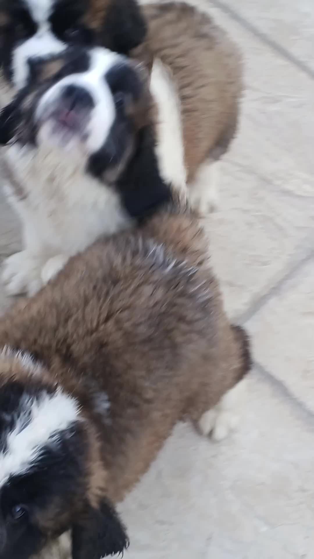 Saint Bernard dogs for sale: As of the 13th of August  just 2 girls available - Video 1