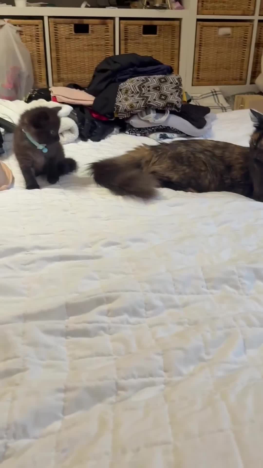 British Longhair cats for sale: 2 British longhair kittens in Southampton - Video 1