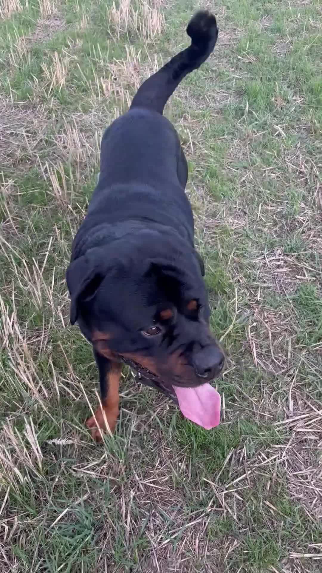 Rottweiler dogs for stud: Rottweiler stud  - Video 5