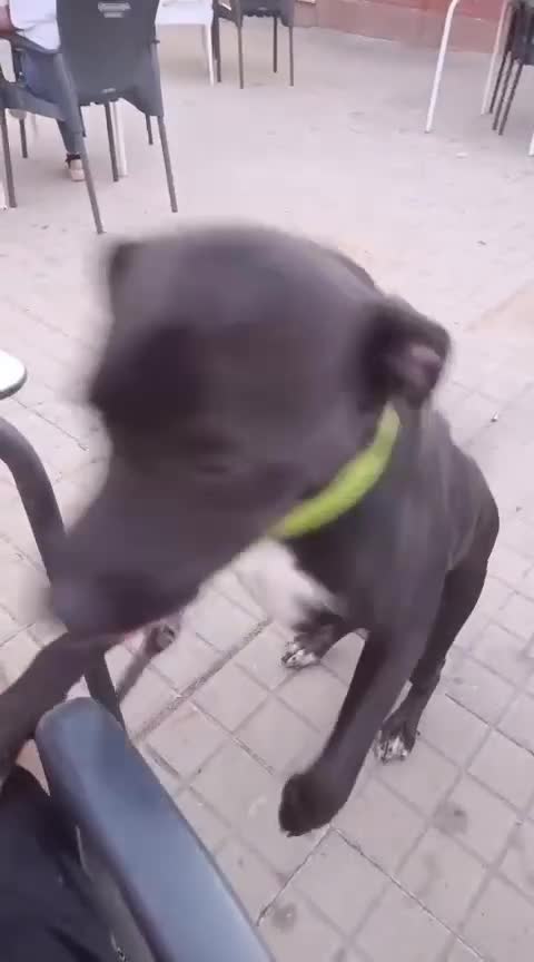 Mixed Breed dogs for adoption: Save SCOBY from more heartache - Video 3