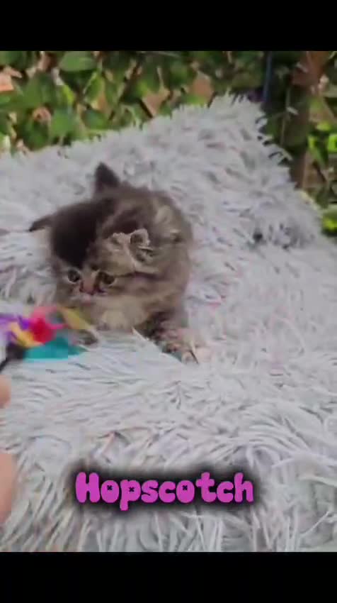 Ragdoll cats for sale: 💖 2 beautiful girls 💖 - Video 1