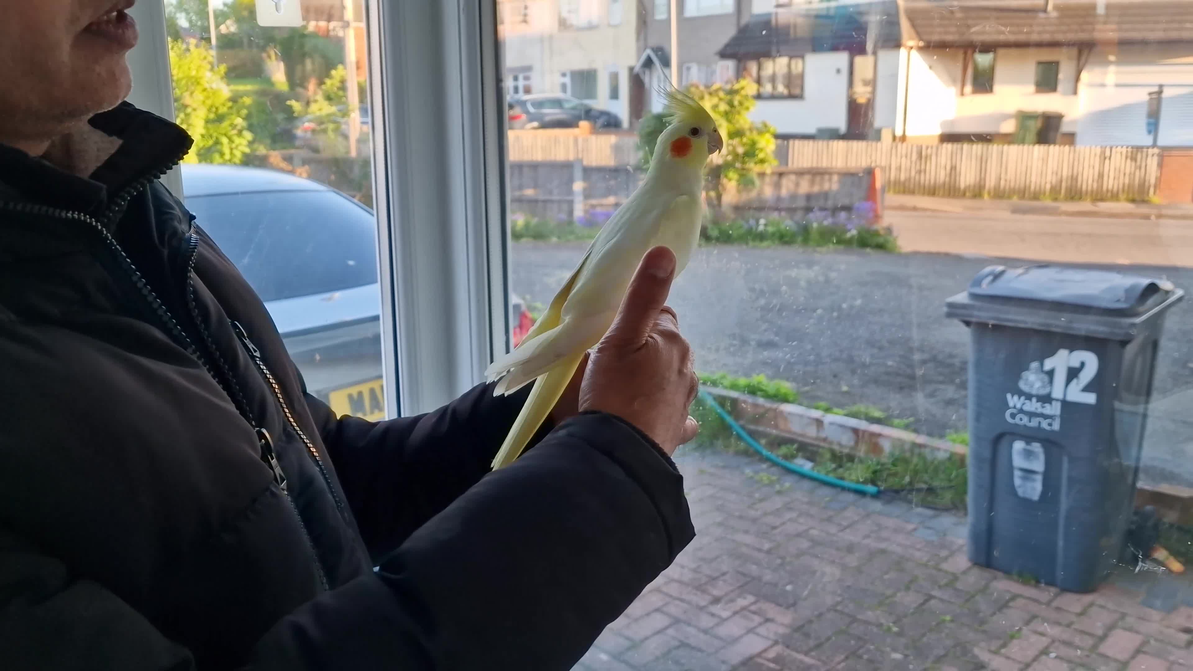 Budgerigars birds for sale: Super hand tamed baby budgies for sale  - Video 1