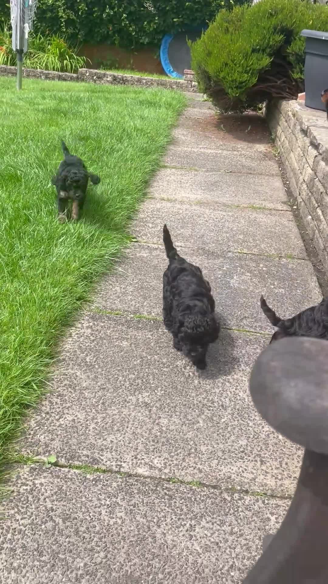 Cavapoo dogs for sale: F1 Cavapoos  - Video 3
